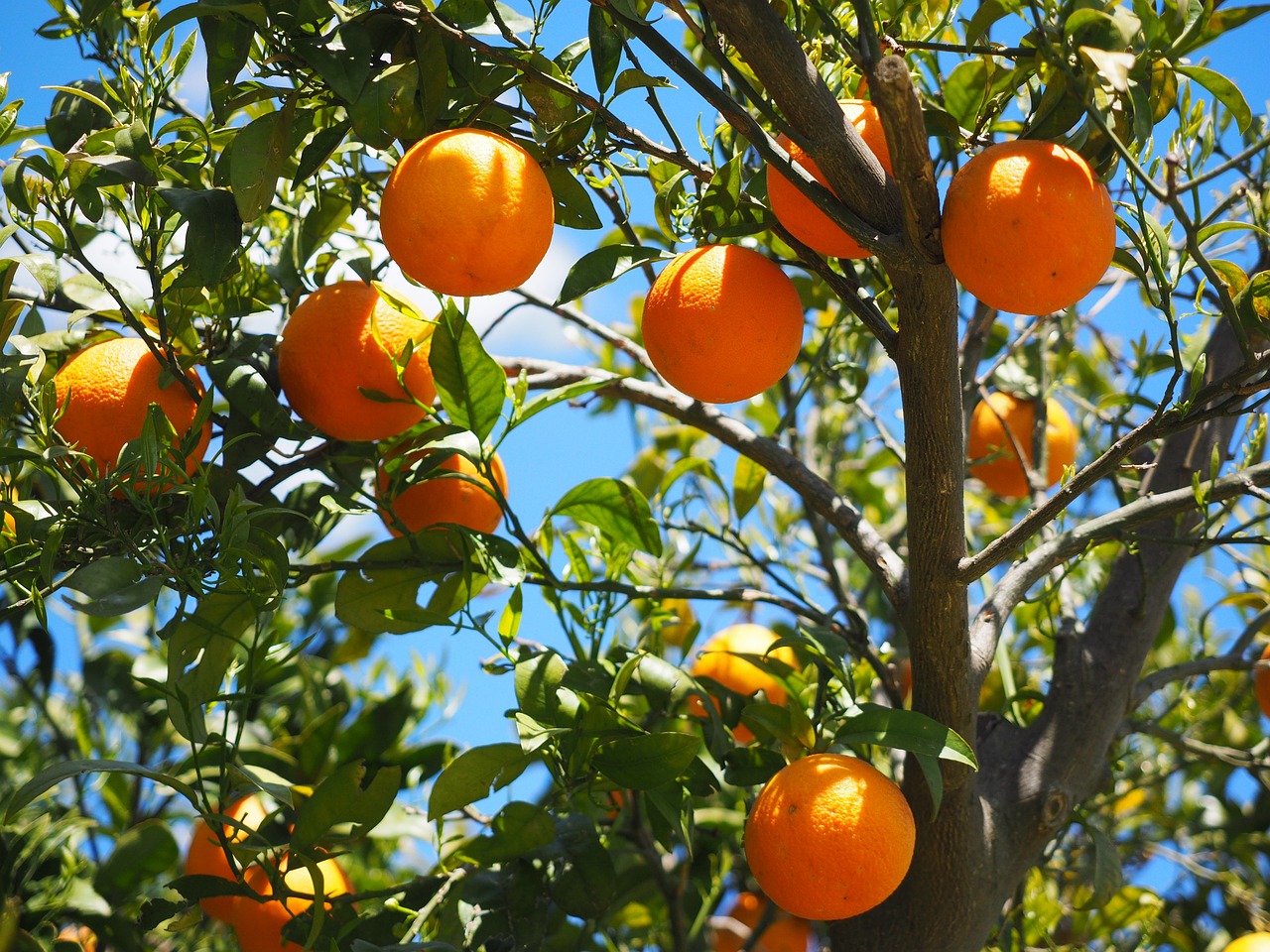 orange farm in florida